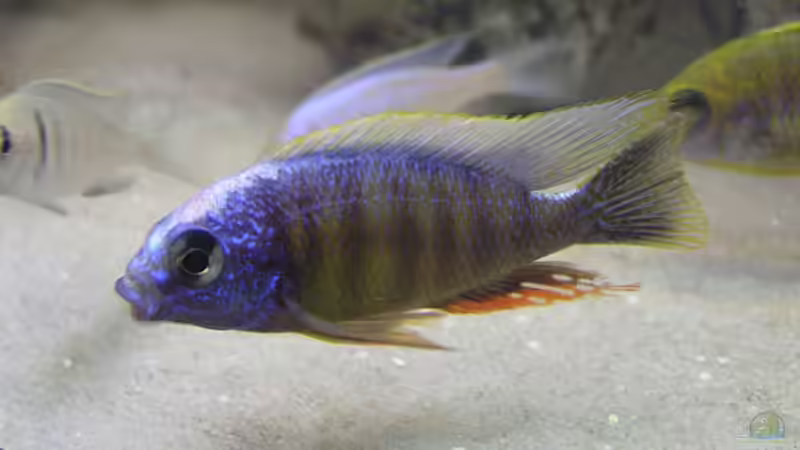 Protomelas Steveni Taiwan Reef von Mario Latschein (16)