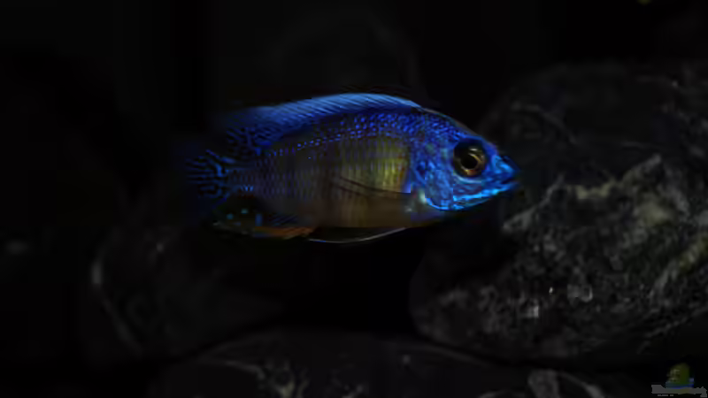 Protomelas steveni ´Taiwan reef´ von Moda (13)