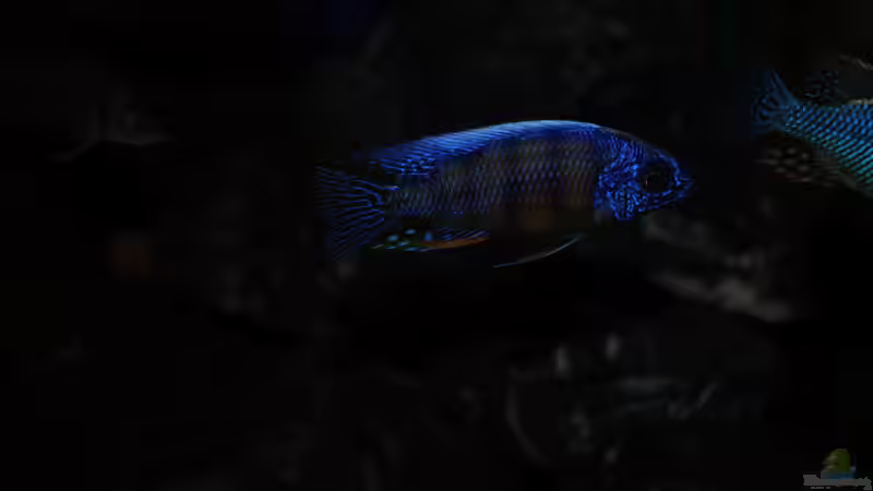 Protomelas steveni ´Taiwan reef´ von Moda (14)