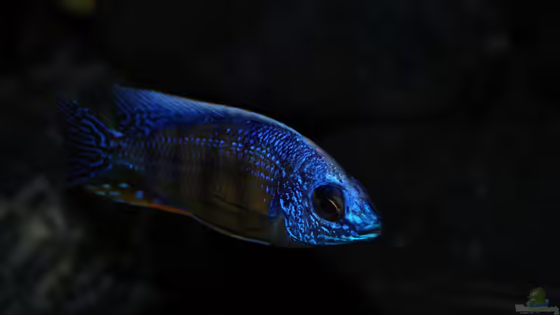 Protomelas steveni ´Taiwan reef´ von Moda (15)