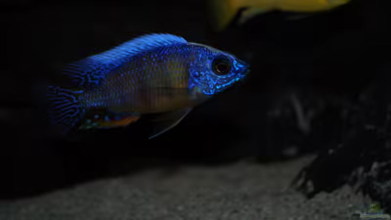 Protomelas steveni ´Taiwan reef´ von Moda (16)