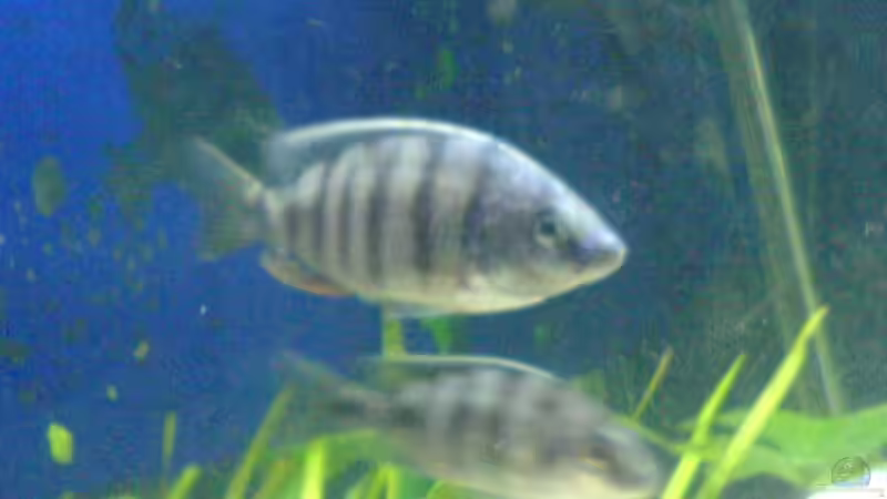 Einrichtungsbeispiele für Protomelas steveni