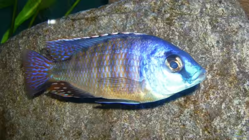 Protomelas t. mit noch wenig Farbe von Gallireya Reef (16)