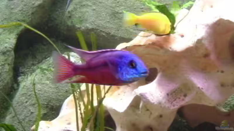 Protomelas taeniolatus, Boadzulu von phyvf (15)