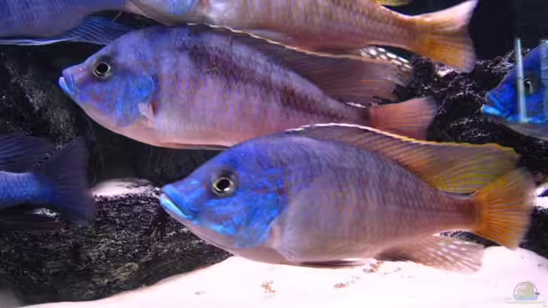 Protomelas taeniolatus, namalenje Böcke (boadzulu  von Beat Zureich (15)