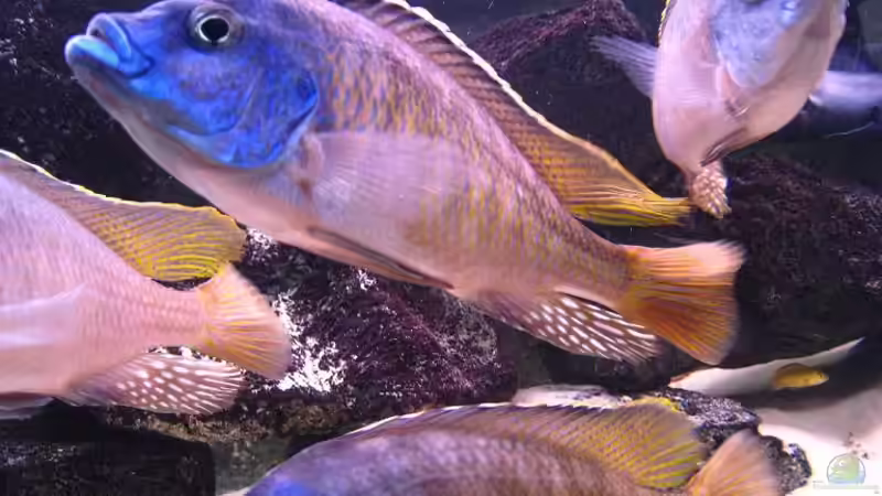 Protomelas taeniolatus, namalenje Böcke (boadzulu  von Beat Zureich (16)