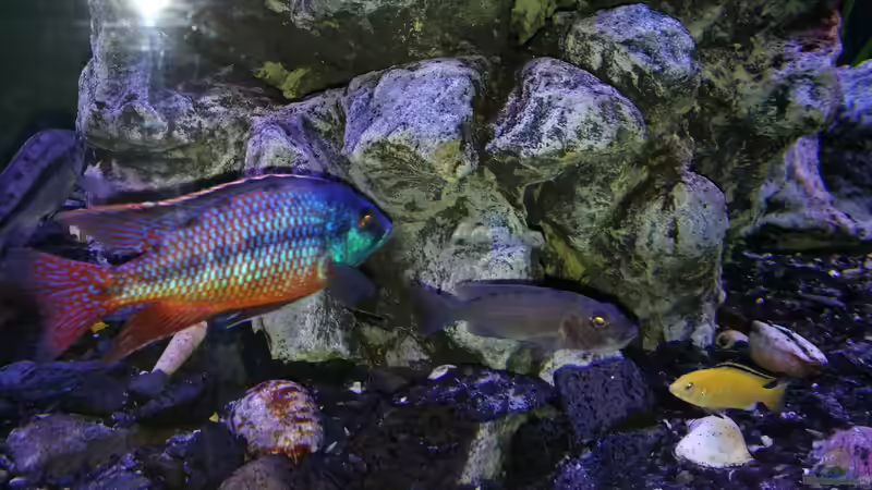 Protomelas taeniolatus  von Irzzz (30)