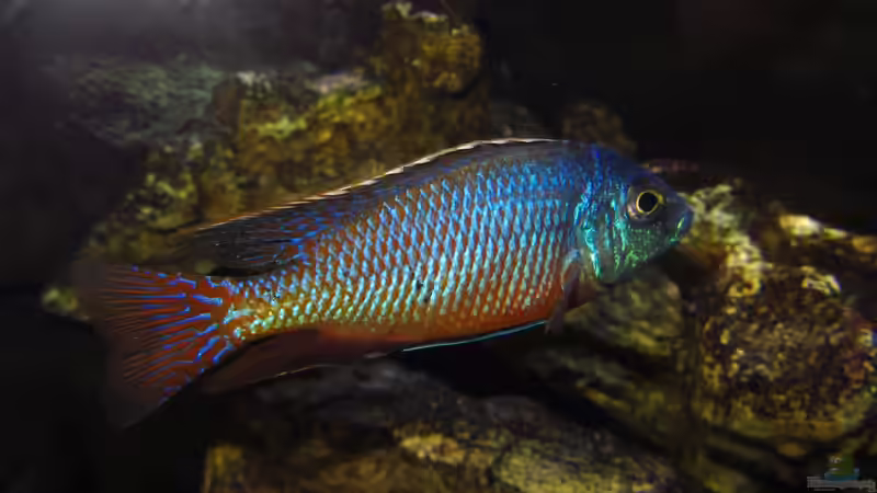 Protomelas taeniolatus 01.07.2014 von Steffen G (42)