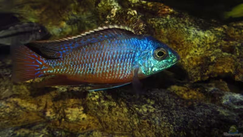 Protomelas taeniolatus 01.07.2014 von Steffen G (43)