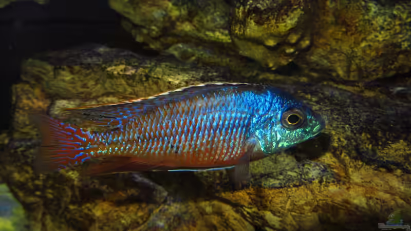 Protomelas taeniolatus 01.07.2014 von Steffen G (44)