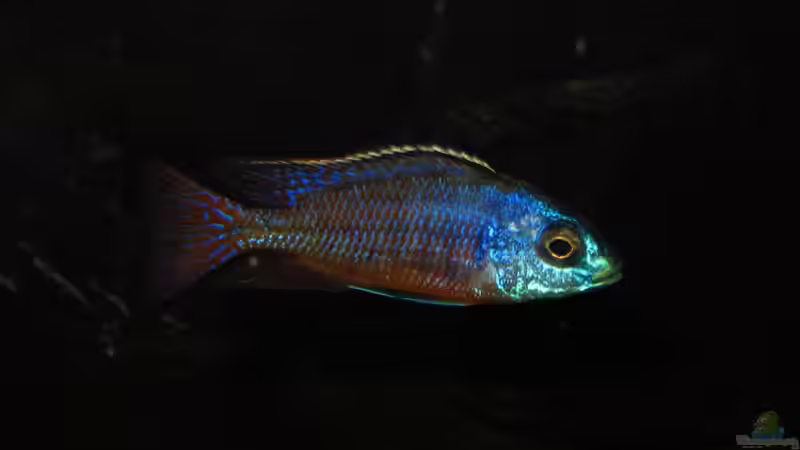 Protomelas taeniolatus 18.12.2013 von Steffen G (45)