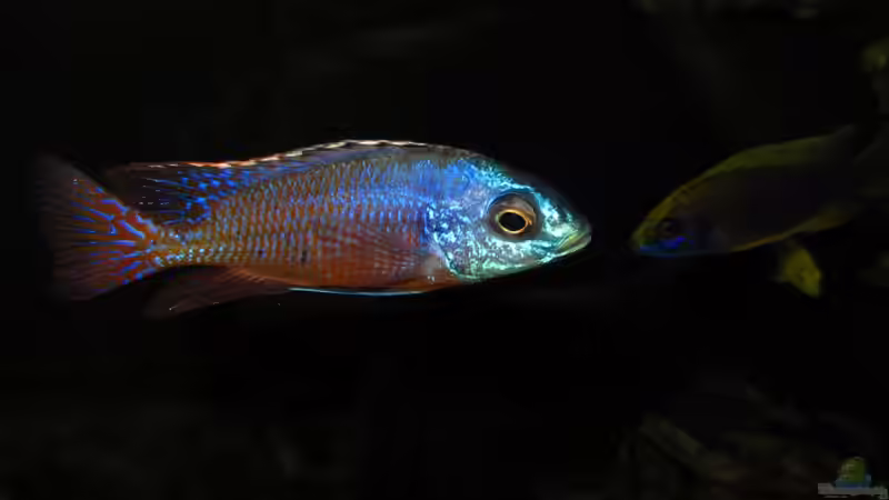 Protomelas taeniolatus 18.12.2013 von Steffen G (46)