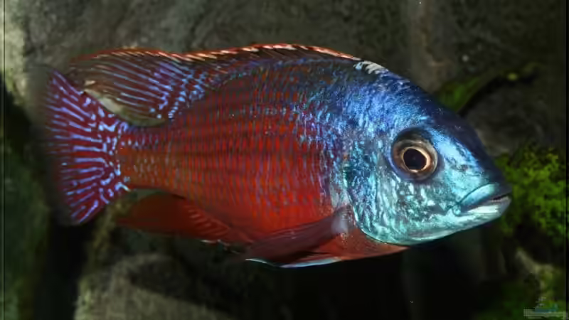 Protomelas taeniolatus boadzulu - Männchen WFNZ von Pütti (14)