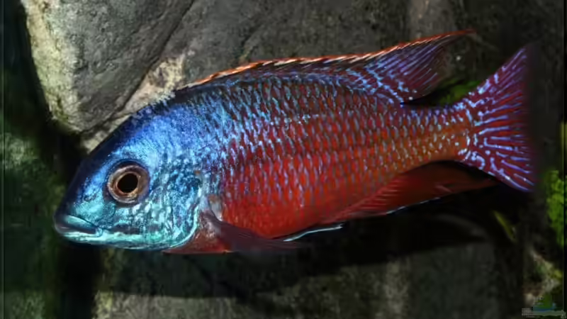 Protomelas taeniolatus boadzulu - Männchen WFNZ von Pütti (15)