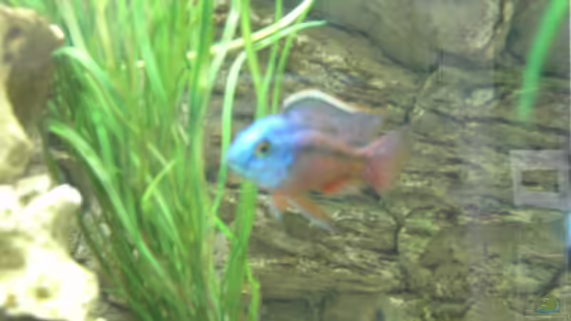 Protomelas taeniolatus Boadzulu Bock von Benjamin Dietl (3)