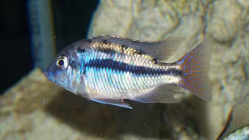 Protomelas taeniolatus ´Boadzulu´ von Klabuster (25)