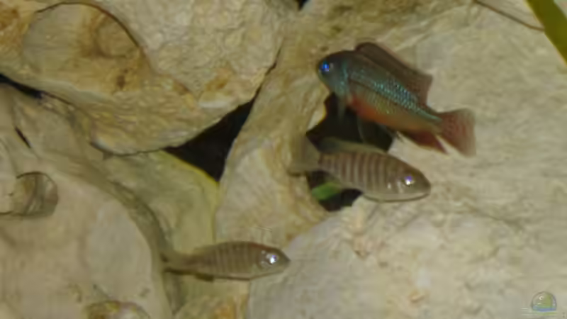 Protomelas taeniolatus boadzulu von Steffen Helbig (5)