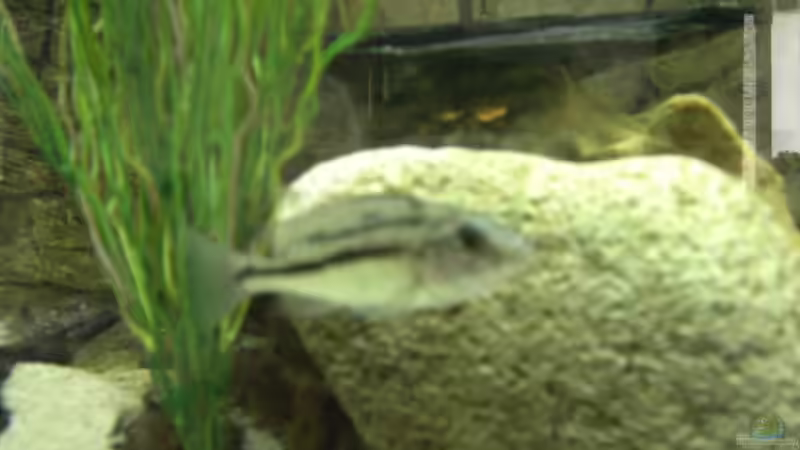 Protomelas taeniolatus Boadzulu Weibchen von Benjamin Dietl (4)