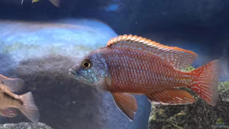 Protomelas Taeniolatus Bock von Matoba (52)