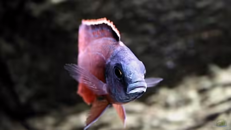 Protomelas taeniolatus M von Nivus (10)