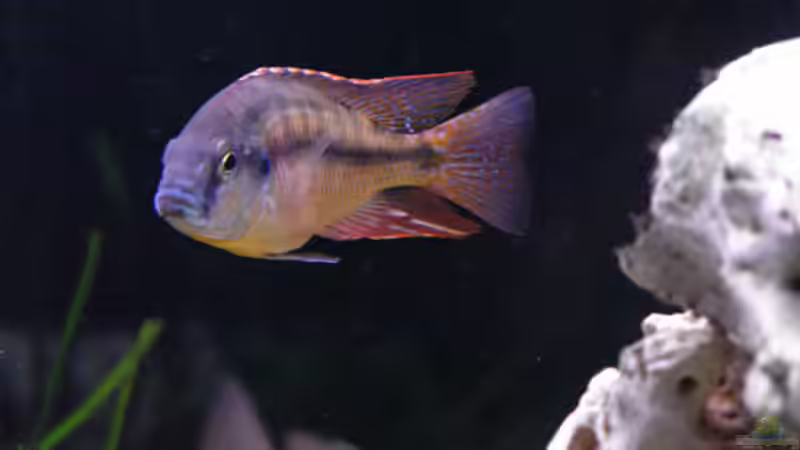 Protomelas taeniolatus Männchen von Jürgen Stradner (9)