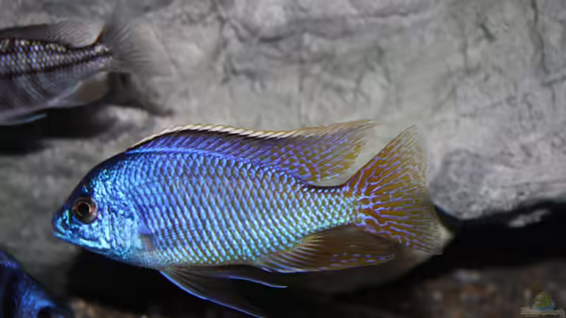 Protomelas taeniolatus mazinzi reef von StevenS (44)