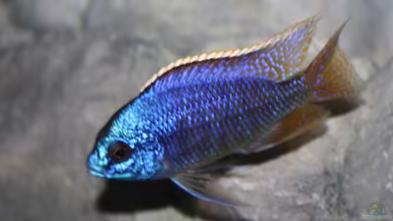 Protomelas taeniolatus mazinzi reef von StevenS (47)