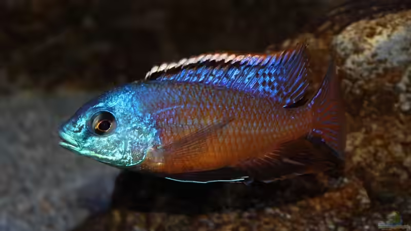 Protomelas taeniolatus Namalenje Männchen von marxbre (62)