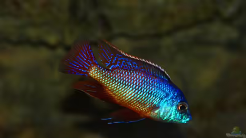 Protomelas taeniolatus namalenje Männchen von Sebastian O. (60)