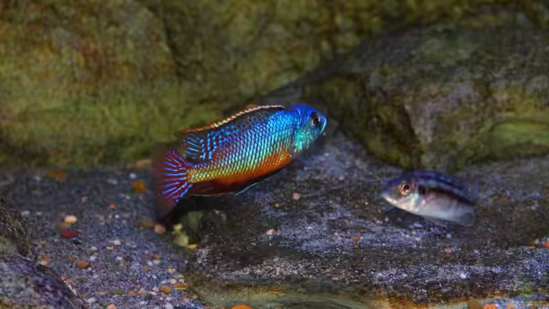 Protomelas taeniolatus namalenje Männchen von Sebastian O. (64)