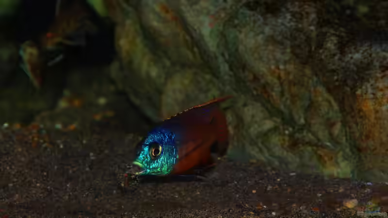 Protomelas taeniolatus namalenje Männchen von Sebastian O. (65)