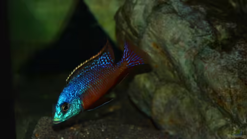 Protomelas taeniolatus namalenje Männchen von Sebastian O. (66)