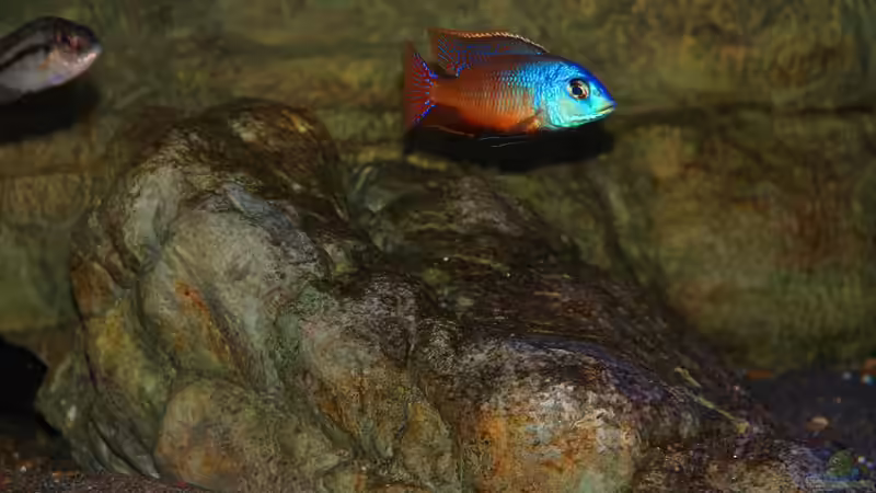 Protomelas - Alle Infos zur Gattung (Einrichtungsbeispiele für Protomelas-Arten)