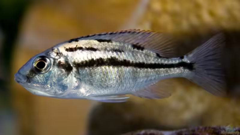 Protomelas taeniolatus namalenje ´red empress´ Weibchen von Holger74 (22)