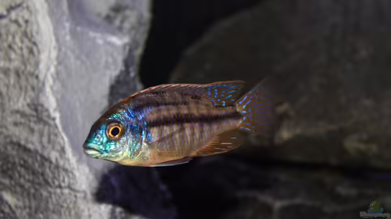 Protomelas Taeniolatus Namalenje von Jürgen Hubral (52)