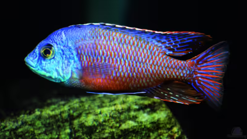 Protomelas taeniolatus Namalenje von MalawiMartin (24)