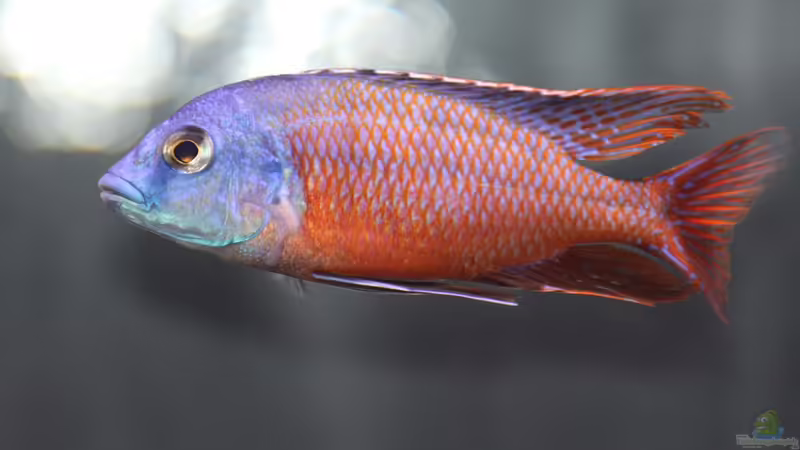 Protomelas taeniolatus Namalenje von MalawiMartin (27)