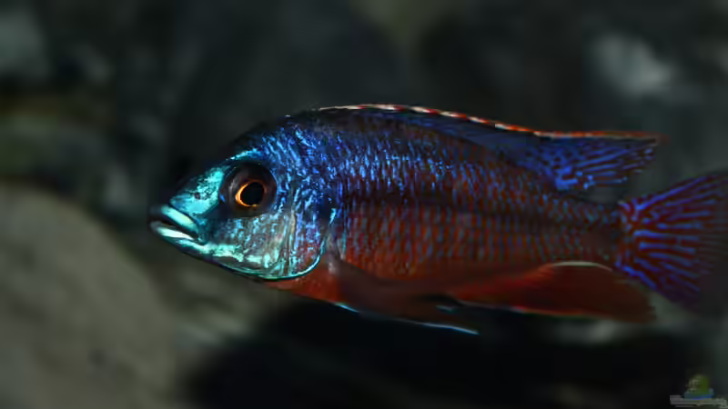 Protomelas taeniolatus namalenje von Marco O. (70)