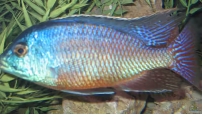 protomelas taeniolatus namalenje von Peter Bauer (8)