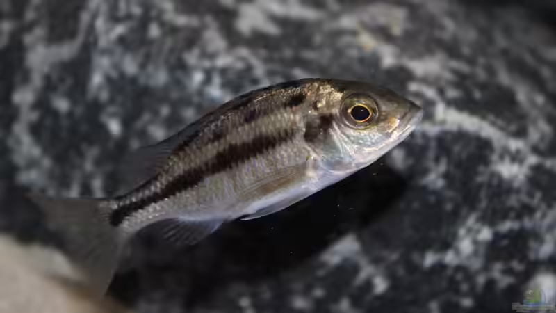 Protomelas taeniolatus ´Namalenje´ von SvenV.90 (28)