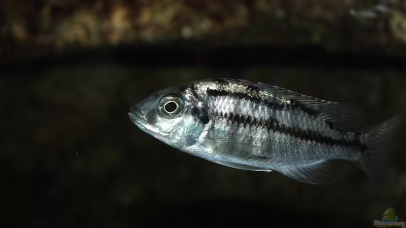 Protomelas taeniolatus Namalenje Weibchen von marxbre (63)