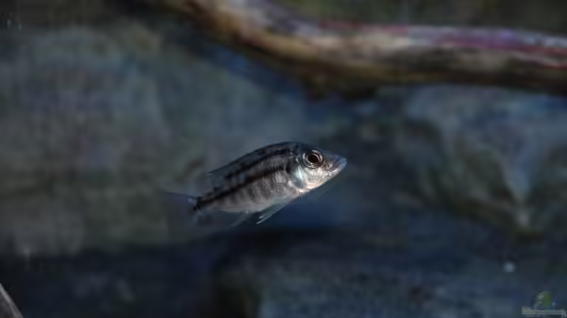 Protomelas taeniolatus namalenje Weibchen von Sebastian O. (69)