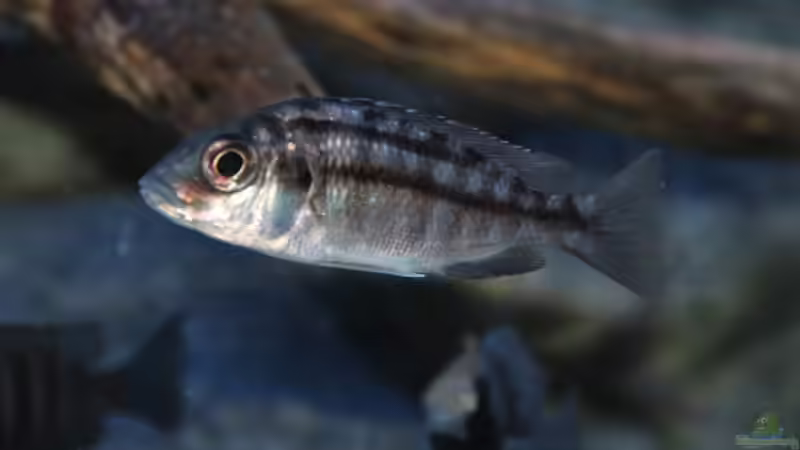 Protomelas taeniolatus namalenje Weibchen von Sebastian O. (70)