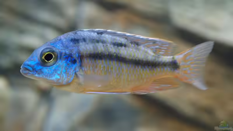 Protomelas taeniolatus namalenje WFNZ von Maurice Malawi (5)