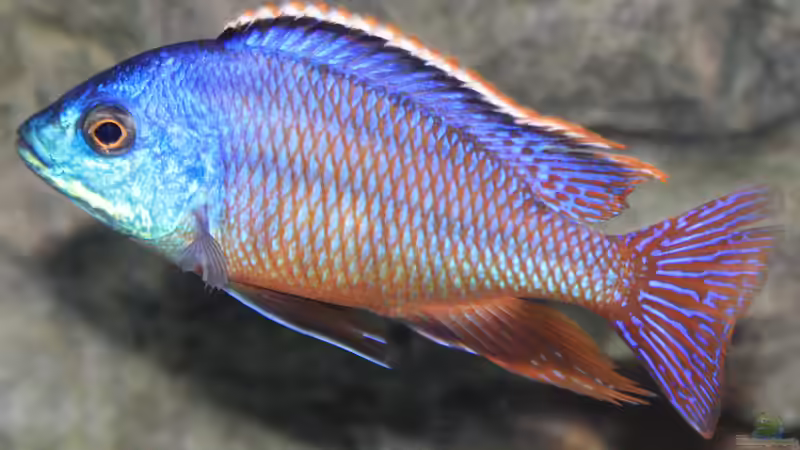 Protomelas taeniolatus ´namalenjie´ - Männchen von Florian Bandhauer (66)