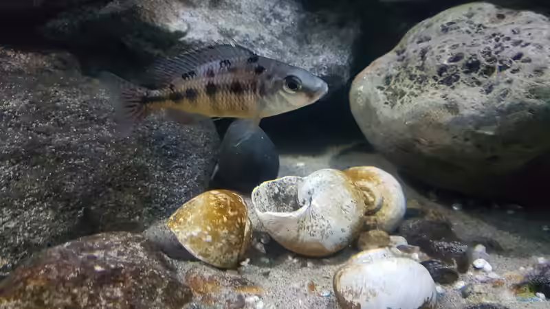 Protomelas taeniolatus ´namalenjie´ - Weibchen von Florian Bandhauer (68)