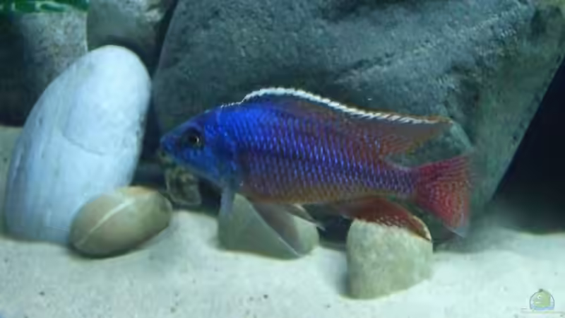 Protomelas taeniolatus namelenj von Dominik Steigewald (23)