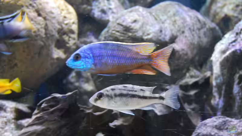 Einrichtungsbeispiele für Protomelas taeniolatus