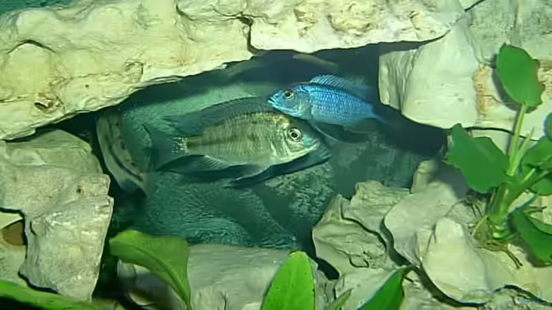 Protomelas taeniolatus noch nicht eingefärbt von Steffen Langer (16)