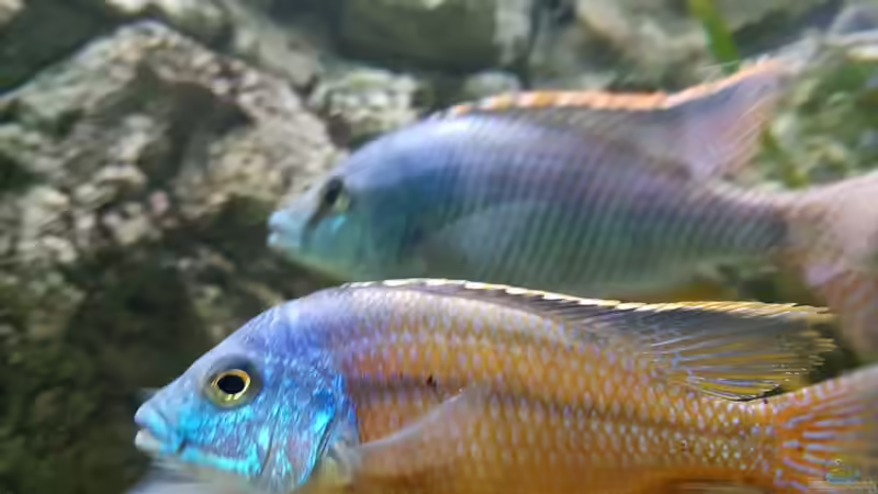 Protomelas taeniolatus red empress M in Färbung von Thomas u. Gabriele P. (49)